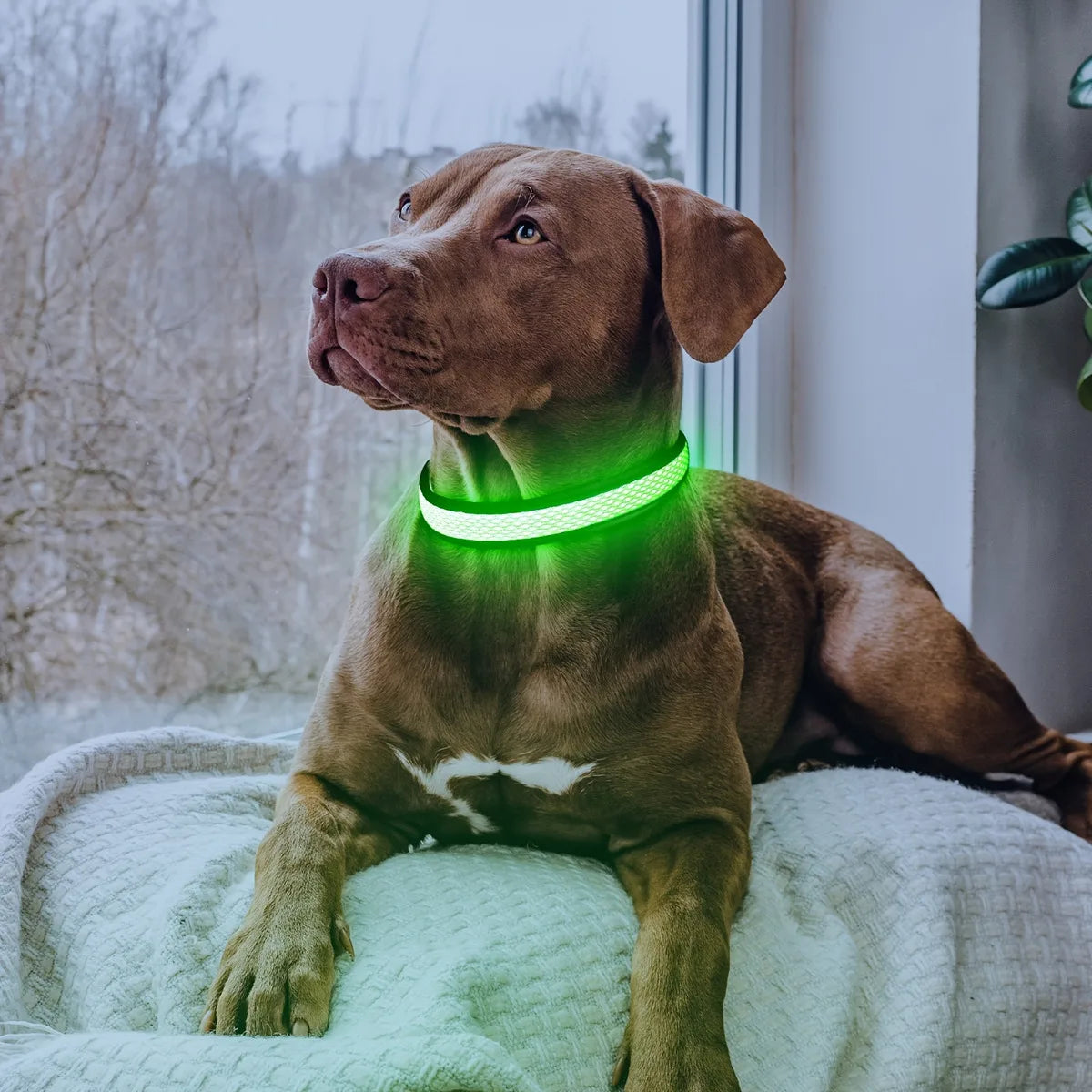 Adjustable Comfortable Soft Mesh Safety Collar Dogs, Colorful Lights for Nighttime