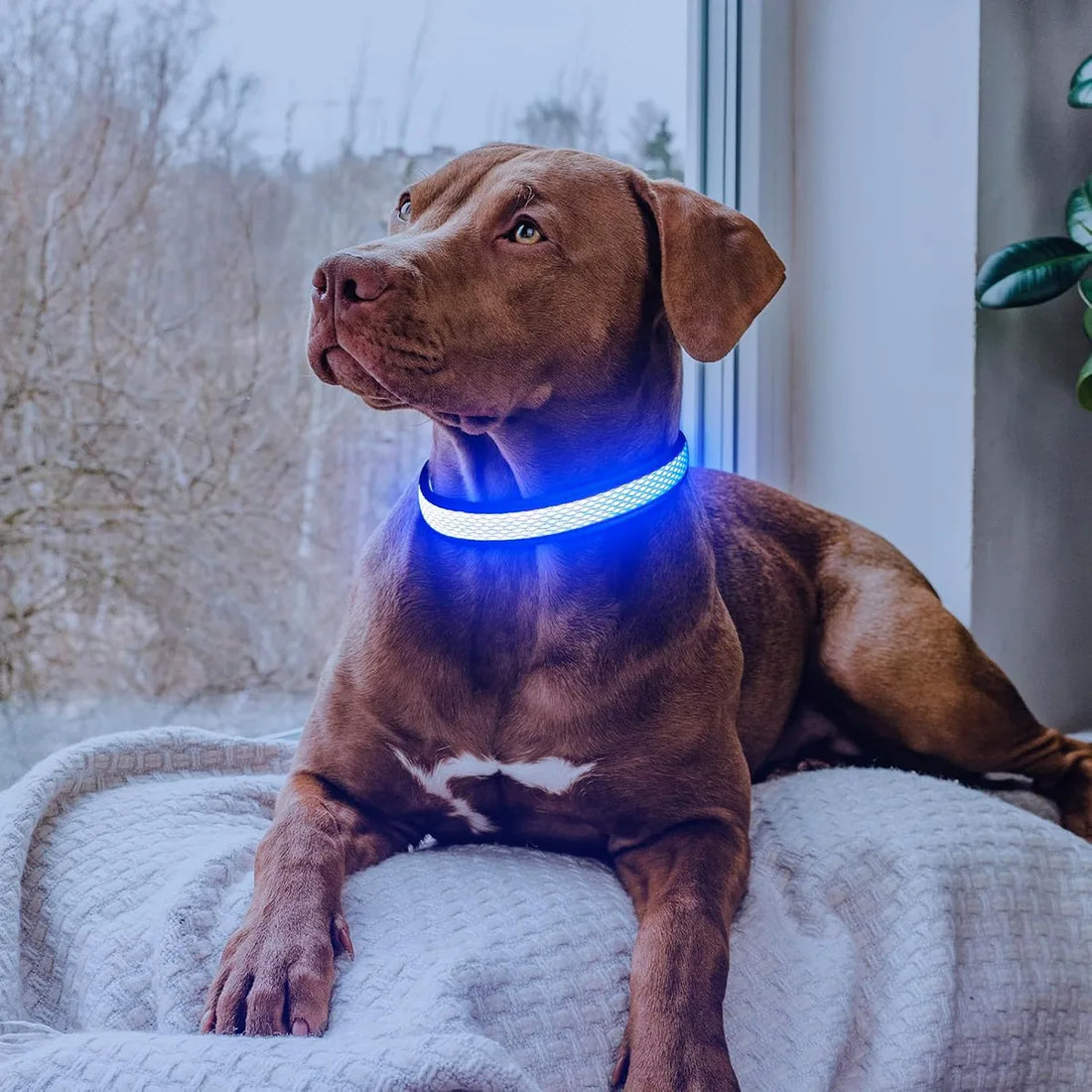 Adjustable Comfortable Soft Mesh Safety Collar Dogs, Colorful Lights for Nighttime