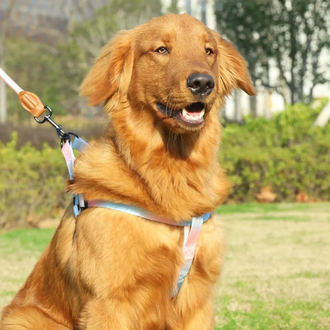 Dog Harness for Dogs Small Dog Leash Pet Supplies Puppy Accessories Collars