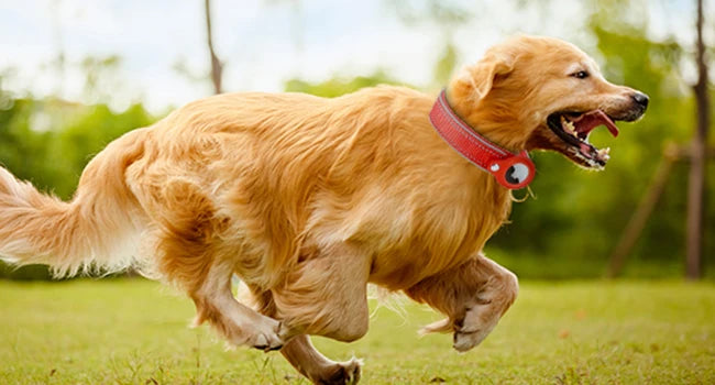 New For Apple Pet Dog Collar Anti-Lost Reflective Protective Tracker Dog Collar