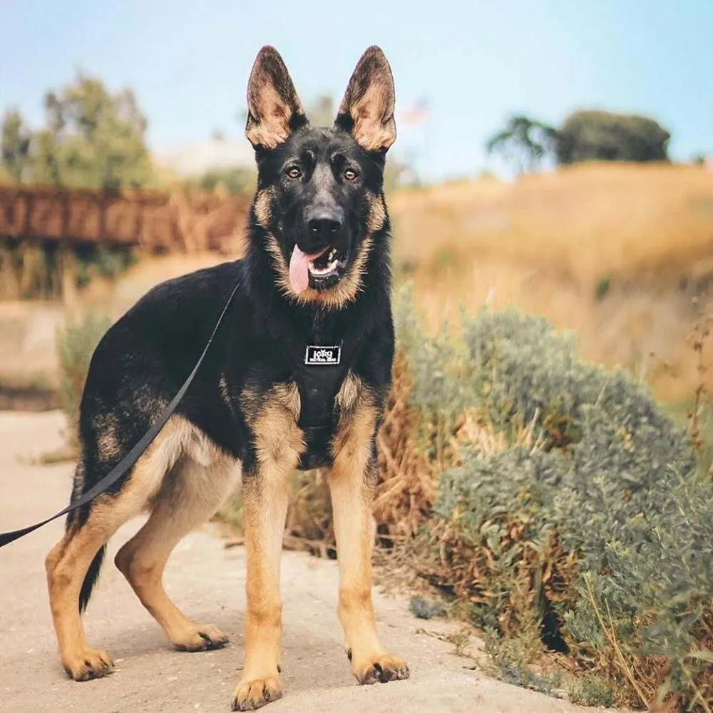 Heavy Duty Double Buckle Design Tactical Dog Collar - Military Grade Dog Collar