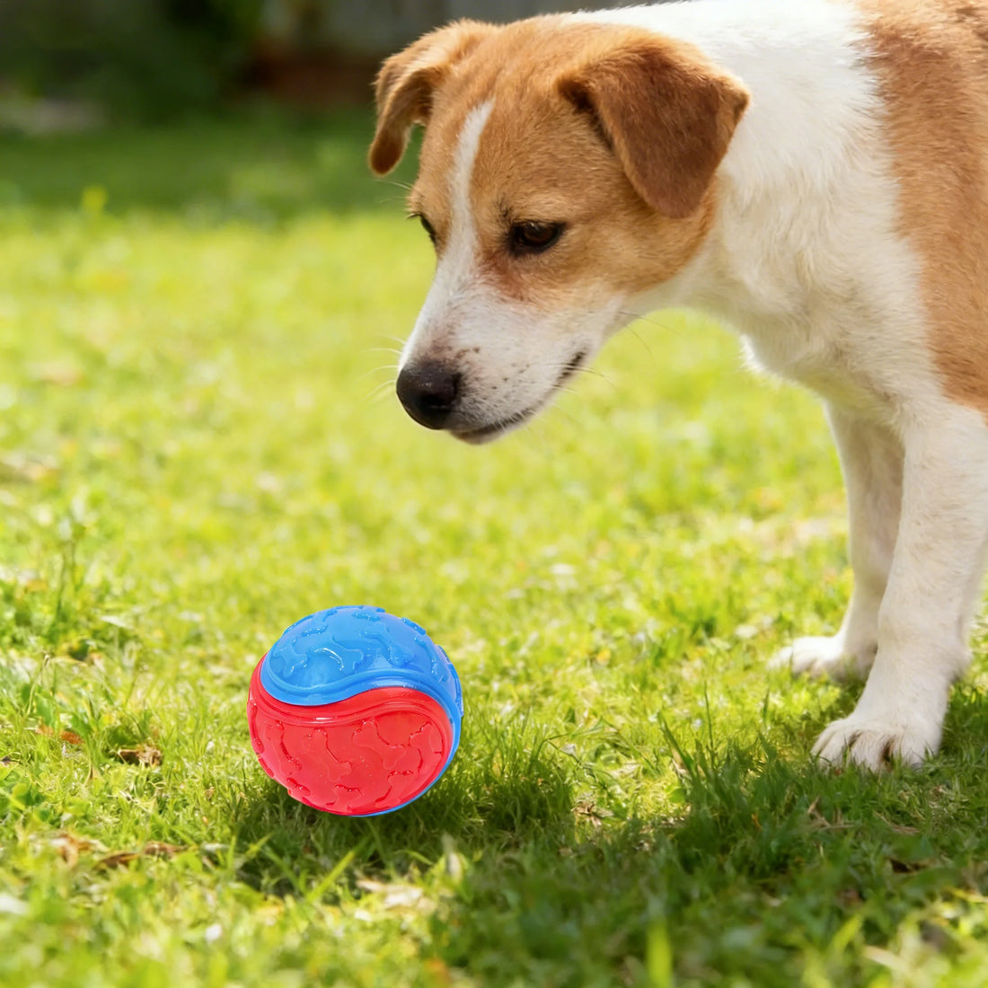 Dog Ball Toy TPR Bite Resistant Throw Fetch Interactive Pet Toy Teeth Cleaning